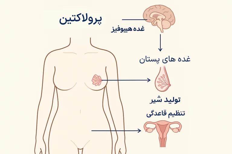پرولاکتین چیست و چرا باید آزمایش داد؟ راهنمای کامل